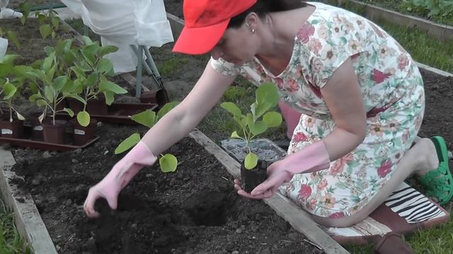 Высаживаем БАКЛАЖАНЫ в ОГ. Я сажаю. смотреть онлайн