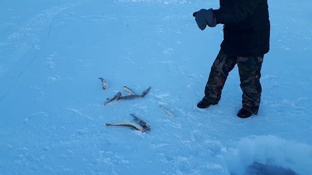 Как ловят навагу на Чукотке. смотреть онлайн
