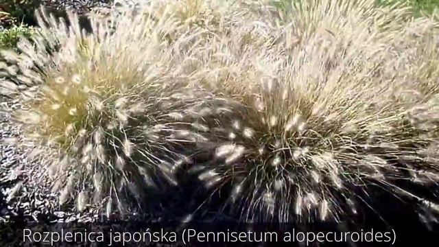 Rozplenica japońska (Pennisetum alopecuroides) смотреть онлайн