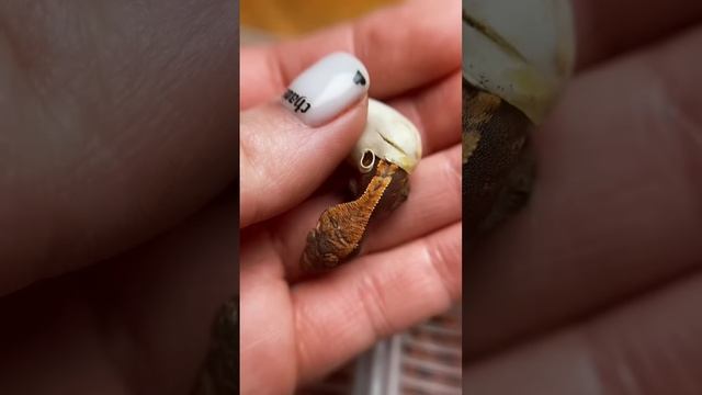 Что вы знаете о разведении рептилий? #бананоед #геккон #ящерица смотреть онлайн