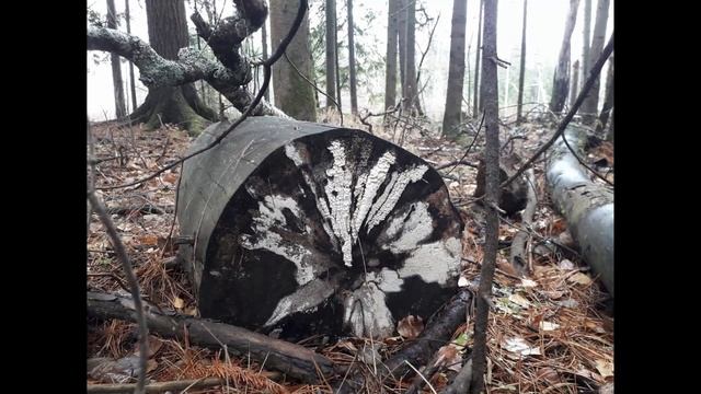 Фото корней. Тайга , Тюменская область, осень. Короткий обзорчик смотреть онлайн