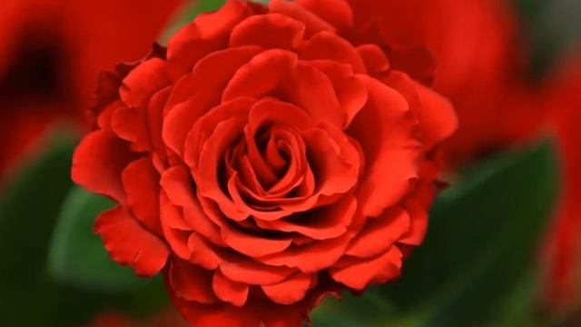 ПОЗДРАВЛЕНИЕ С 8 МАРТА смотреть онлайн