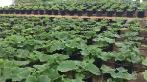 Цинерария гибридная. Часть 2. Стадия развития 3 месяца.