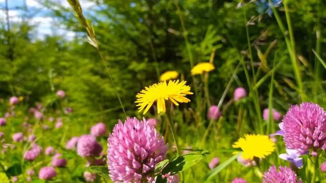 Частушки. Презентация детской научной работы «Народные приметы:верить или нет» Радошковичская СШ 1