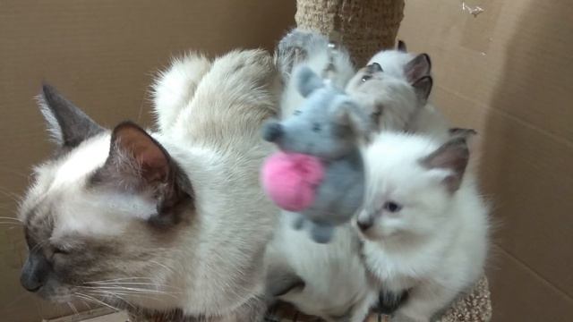 МЯУКАНЬЕ КОТЯТ котята мяукают