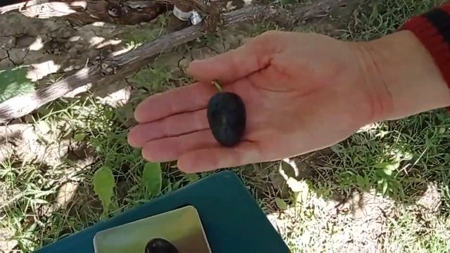 @Виноград Посланник Крупный виноград, хороший виноград смотреть онлайн