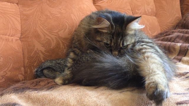 Заботливая кошка Умка смотреть онлайн