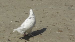 Питомник широкохвостых голубей Велибекова Нурудина в Мамедкале!