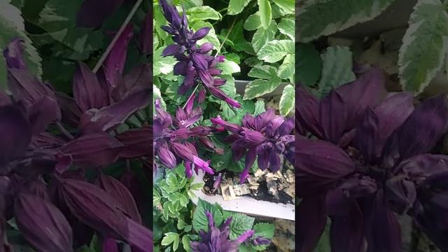 Purple Salvia flowers in summer 2020 outdoor garden planters смотреть онлайн