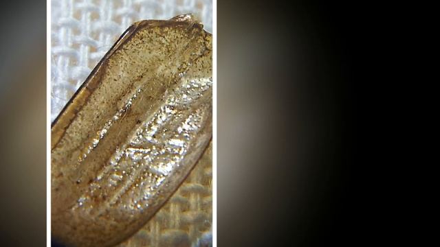 Майский жук. Надкрылье. Микроснимки. смотреть онлайн