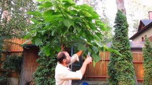 КАТАЛЬПА, формируем шар на штамбе. Часть 2.