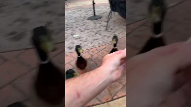 Feeding the Ducks at Elements смотреть онлайн