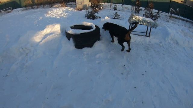 Лучшая порода собак это ротвейлер! Rottweiler Dog!