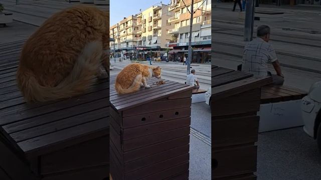 Эта женщина подкармливает всех котиков на своём пути #cat #кот #турция #shorts смотреть онлайн