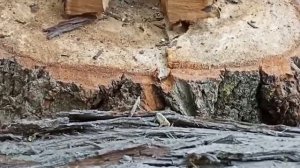 Обзор на насадку дровокол (сверло) для колки дров . От master SEM. Колет хорошо по акации. Сбоку?