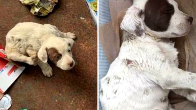 Раненый щеночек лежал среди мусора, но хрупкое тельце еще шевелилось... смотреть онлайн