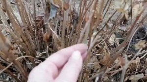 КРУПНОЛИСТНАЯ ГОРТЕНЗИЯ ПОСЛЕ ЗИМЫ | СЮРПРИЗА НЕ ПОЛУЧИЛОСЬ