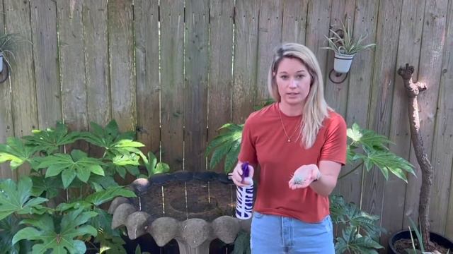 How to Care for Tillandsia Tectorum Ecuador смотреть онлайн
