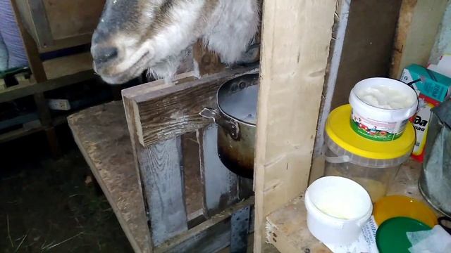 Коза не ест овощи. Что я придумала смотреть онлайн