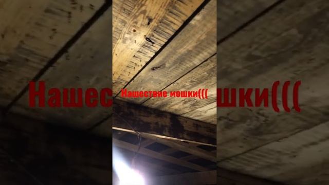 Нашествие мошки на даче.кошмар!!! смотреть онлайн