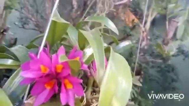 Dendrobium hibiki смотреть онлайн