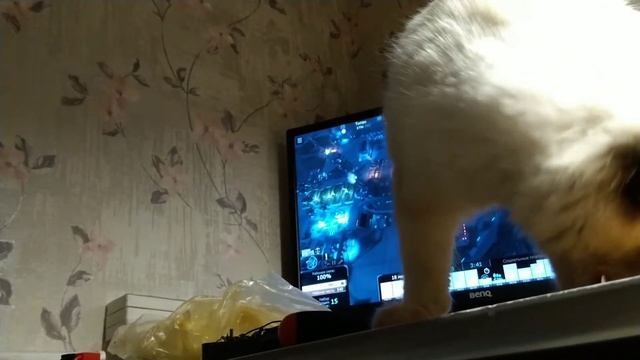 Кошка грызёт провода смотреть онлайн