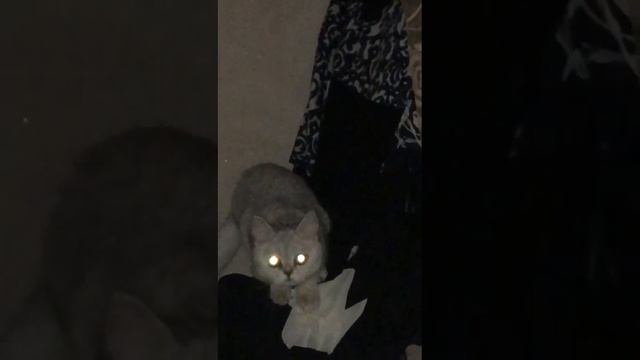 Британская шиншилла и её ночные бдения