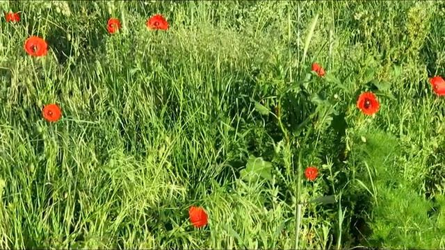 Мак рядом 2 (нем. Mohn in der Nähe) (анг. Poppy nearby) (фр. Coquelicot à proximité) смотреть онлайн