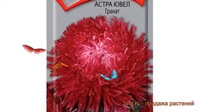 Астра обыкновенный Гранат (granat) ? астра Гранат обзор: как сажать семена астры Гранат смотреть онлайн