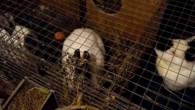 Кролиководство и кролики? : ? ? САМЫЙ ПРОСТОЙ СПОСОБ ? ? понять что беременна! смотреть онлайн