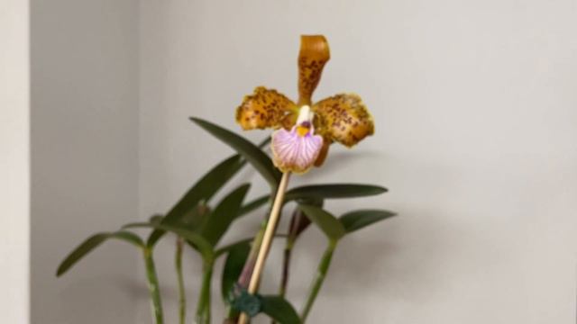 Cattleya Velutina