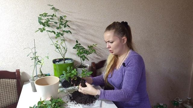 Розы Кордана. Уход после покупки. смотреть онлайн