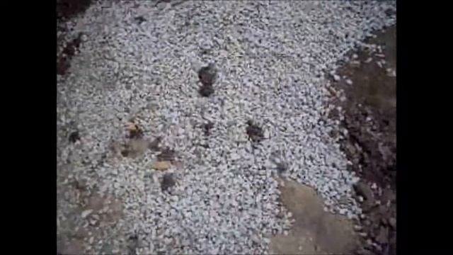 Ухта. Ленточный фундамент. 79-33-49 смотреть онлайн