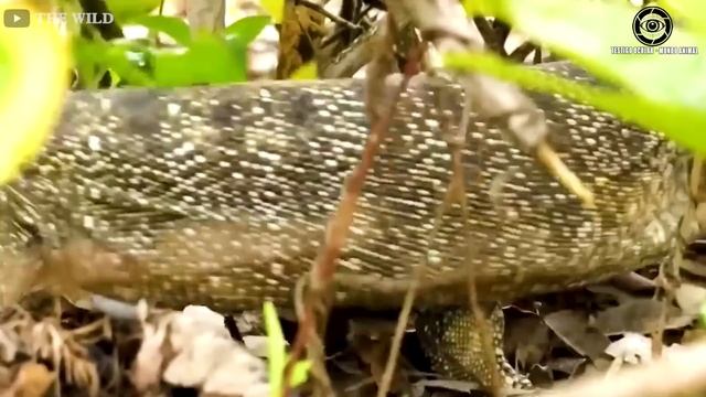 Ataques Horribles De Pitones Gigantes Pitones Contra Tigres, Leopardos, Cocodrilos смотреть онлайн