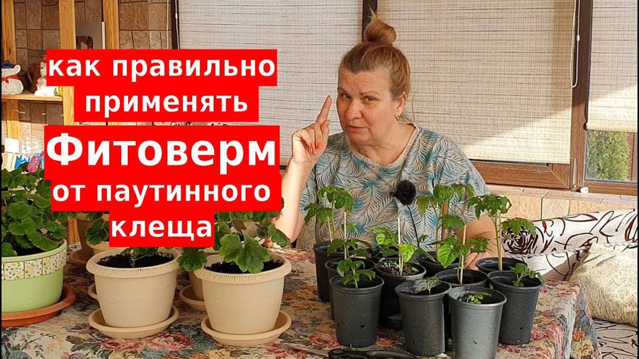 Фитоверм, инструкция от паутинного клеща смотреть онлайн