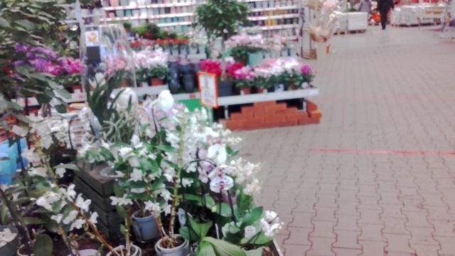 АХ, ЦВЕТЫ - ЦВЕТОЧКИ, ЖАЛЬ НЕ В МОЕМ САДОЧКЕ ! (Продолжение) смотреть онлайн