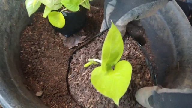 How To Propagate Neon Pothos смотреть онлайн