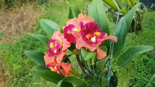 Cattleya Blc. Focus Taiwan.