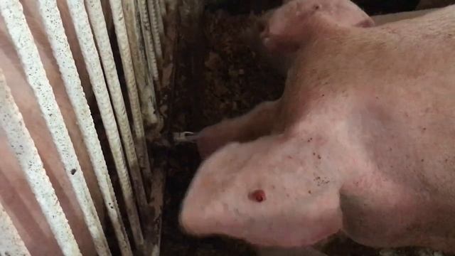 Из Жизни Маленького Фермера. ВЫПУСК 1. ПРО ПОРОСЯТ. смотреть онлайн