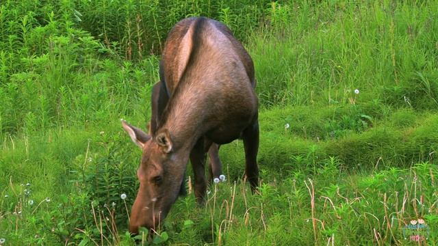 North American animals for kids: pronunciation in English (with videos) смотреть онлайн