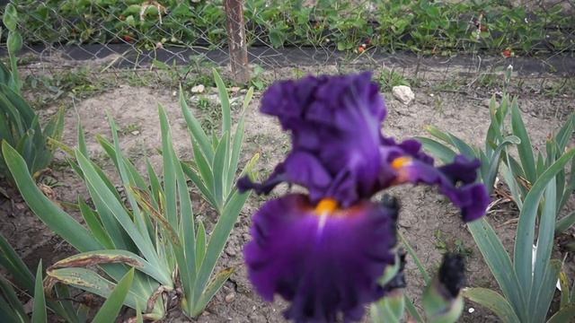 Ирис MOUNT VESUVIUS