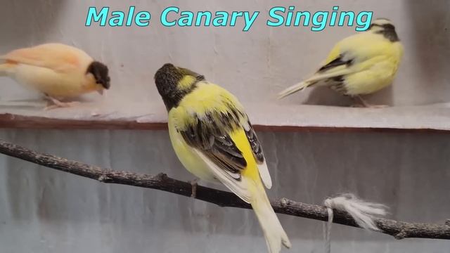 12 Hr Beautiful Singing of Canary Birds, Gouldian and Zebra Finches. Reduce Stress of lonely Bird смотреть онлайн