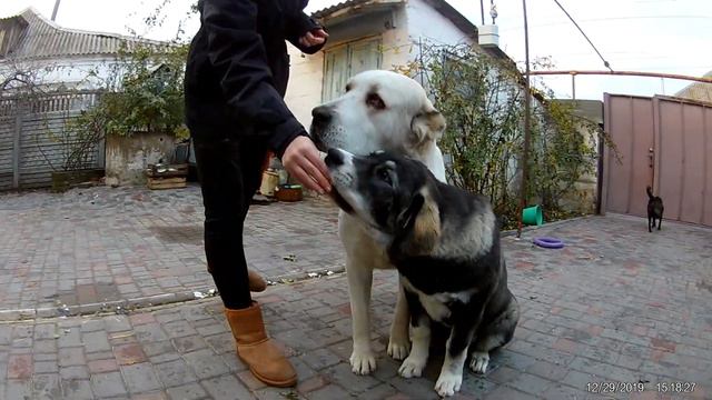 Weekend with dogs смотреть онлайн