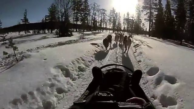 Husky Safari in Salla, Finland смотреть онлайн