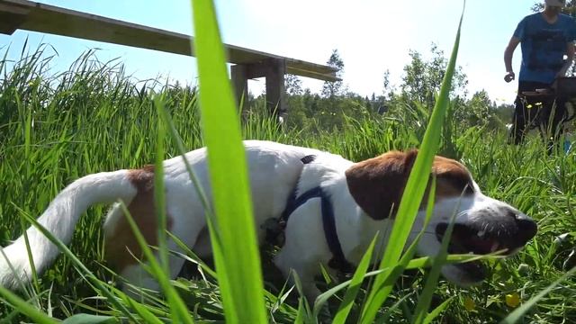 Дачный влог с Джеком #ЛетоВместе смотреть онлайн