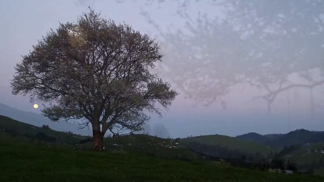 Поэзия Татьяны Шеиной. "Ночь-колдунья вплетает в созвездия..." смотреть онлайн