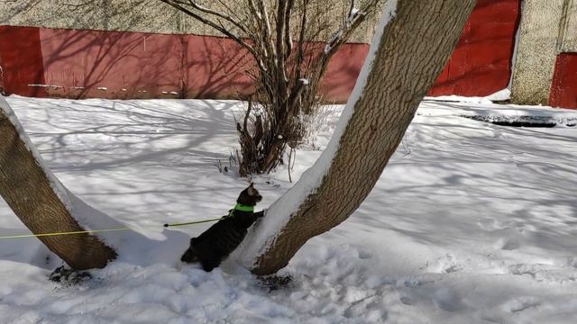 КОТ НА СНЕГУ смотреть онлайн