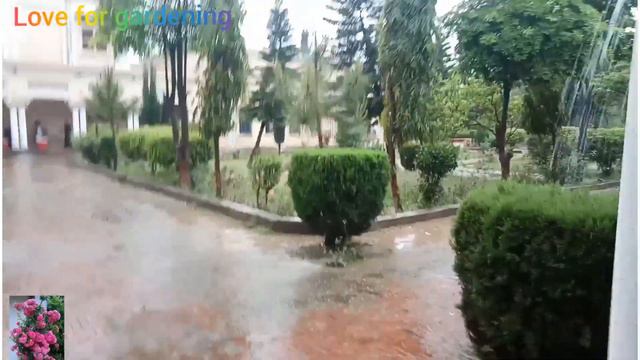 Rain In Zamindar College,Rainy Season,Lovely Weather,Beauty Of College Life,Greenery Of College Law