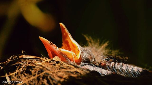 Музыка успокаивает🌿успокаивает нервную систему и радует душу - музыка🌿лечащая сердце смотреть онлайн