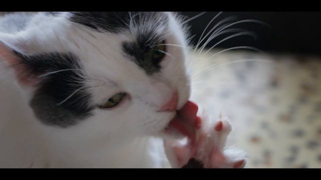 #Мою лапы
